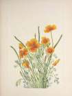 North American Wild Flowers 1925 - Mexican Poppy Art Print