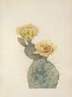 North American Wild Flowers 1925 - Missouri Prickly Pear Art Print