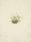 North American Wild Flowers 1925 - Mistmaiden Art Print