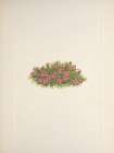North American Wild Flowers 1925 - Moss Campion Art Print