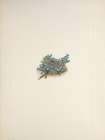 North American Wild Flowers 1925 - Moss Forget-me-not Art Print