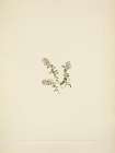 North American Wild Flowers 1925 - Mountain Cranberry flower Art Print