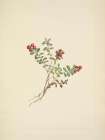 North American Wild Flowers 1925 - Mountain Cranberry fruit Art Print