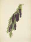 North American Wild Flowers 1925 - Mountain Hemlock Art Print