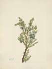 North American Wild Flowers 1925 - Mountain Juniper Art Print