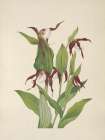 North American Wild Flowers 1925 - Mountain Ladys Slipper Art Print