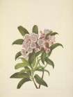 North American Wild Flowers 1925 - Mountain Laurel Art Print