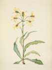 North American Wild Flowers 1925 - Mourning Groundsel Art Print