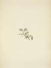 North American Wild Flowers 1925 - Nodding Campion Art Print