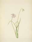 North American Wild Flowers 1925 - Nodding Onion Art Print