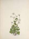 North American Wild Flowers 1925 - Northern Anemone Art Print