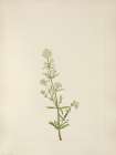 North American Wild Flowers 1925 - Northern Bedstraw Art Print