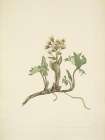North American Wild Flowers 1925 - Northern Butterbur Art Print