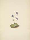 North American Wild Flowers 1925 - Northern Butterwort