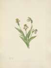 North American Wild Flowers 1925 - Northern Ladyslipper Art Print