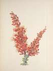 North American Wild Flowers 1925 - Ocotillo Art Print