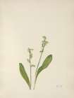 North American Wild Flowers 1925 - One-leaf Bog-orchid Art Print