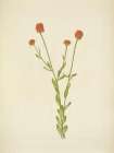 North American Wild Flowers 1925 - Orange Polygala Art Print