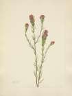 North American Wild Flowers 1925 - Owl-clover Art Print