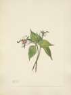 North American Wild Flowers 1925 - Painted Trillium Art Print