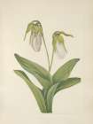 North American Wild Flowers 1925 - Pale Ladyslipper Art Print