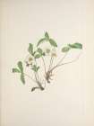 North American Wild Flowers 1925 - Pale Strawberry Art Print