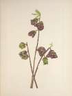 North American Wild Flowers 1925 - Papaw Art Print