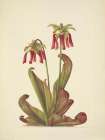 North American Wild Flowers 1925 - Parrot Pitcherplant Art Print