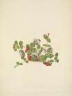 North American Wild Flowers 1925 - Partridgeberry Art Print