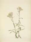North American Wild Flowers 1925 - Pearl Everlasting Art Print