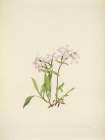 North American Wild Flowers 1925 - Peatpink Art Print