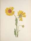 North American Wild Flowers 1925 - Perennial Gaillardia Art Print
