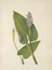 North American Wild Flowers 1925 - Pickerelweed Art Print