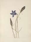 North American Wild Flowers 1925 - Pinebarren Gentian Art Print