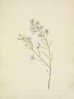 North American Wild Flowers 1925 - Pineland Aster Art Print