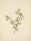 North American Wild Flowers 1925 - Pineland Blueberry Art Print