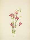 North American Wild Flowers 1925 - Pink Centaurium Art Print