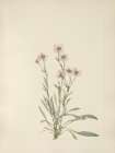 North American Wild Flowers 1925 - Pink Fleabane Art Print