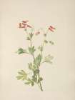 North American Wild Flowers 1925 - Pink Fumeroot Art Print