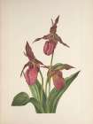 North American Wild Flowers 1925 - Pink Ladyslipper Art Print