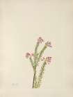 North American Wild Flowers 1925 - Pink Mountain Heather Art Print