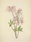 North American Wild Flowers 1925 - Pinkshell Azalea