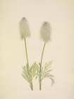 North American Wild Flowers 1925 - Plume Anemone fruit
