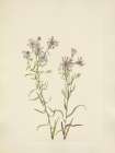 North American Wild Flowers 1925 - Prairie Aster