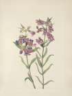 North American Wild Flowers 1925 - Prairie Pentstemon