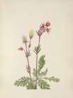 North American Wild Flowers 1925 - Prairie Smoke