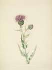 North American Wild Flowers 1925 - Prairie Thistle
