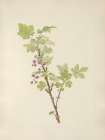 North American Wild Flowers 1925 - Prickly Currant flower Art Print