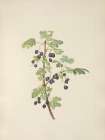 North American Wild Flowers 1925 - Prickly Currant fruit Art Print