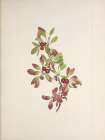 North American Wild Flowers 1925 - Ptarmiganberry